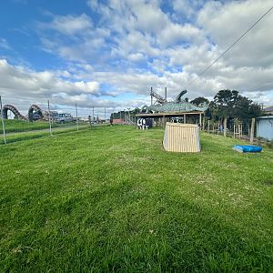 Domestic Cattle Exhibit