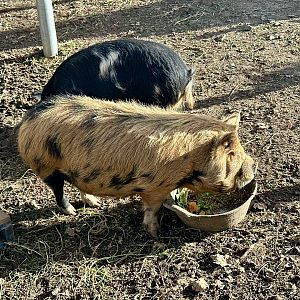 Kunekune (Sus domesticus)