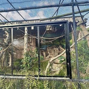 Emperor Tamarin Exhibit