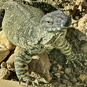 Lace monitor (Varanus varius)