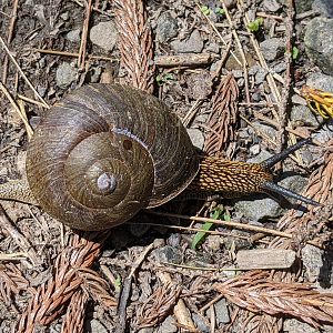 Swinhoe's Giant Snail (Nesiohelix swinhoei)