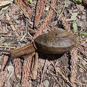 Swinhoe's Giant Snail (Nesiohelix swinhoei)