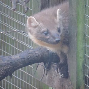 Pine Marten