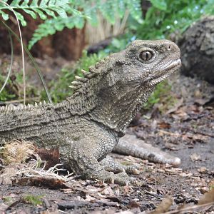 Tuatara