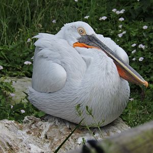 Dalmatian Pelican