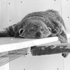 Lazy Zoo Days - Binturong Snooze