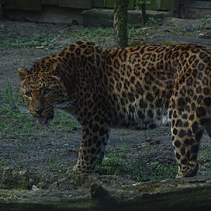 North chinese leopard (Panthera pardus japonensis)