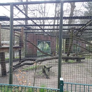 Leopard enclosure