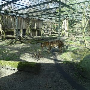Leopard enclosure