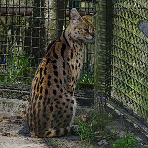 Serval (Leptailurus serval)