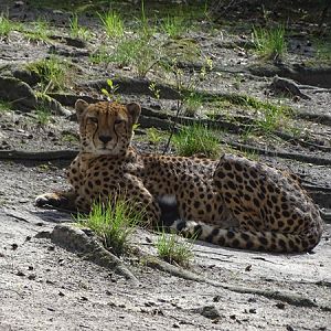 South African cheetah (Acinonyx jubatus jubatus)