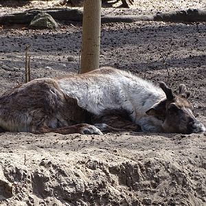 Domestic Reindeer (Rangifer tarandus f. domestica)