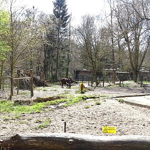 African domestics enclosure
