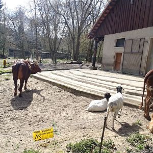 African domestics enclosure
