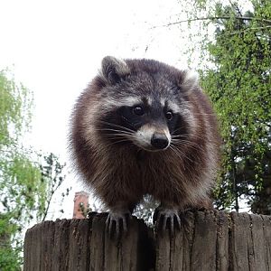 Northern Raccoon (Procyon lotor)