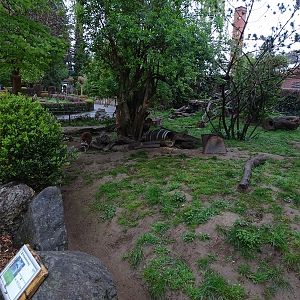 Raccoon / striped skunk enclosure