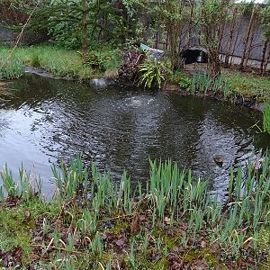 Snapping turtle / yellow-bellied slider enclosure
