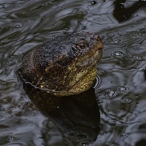 Common snapping turtle (Chelydra serpentina)