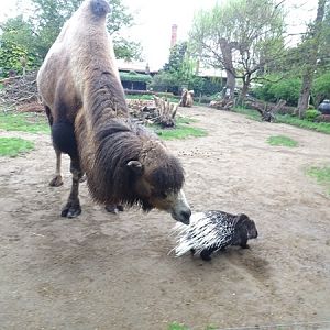 Camel and Indian crested porcupine