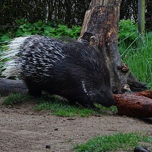 Indian crested porcupine (Hystrix indica)