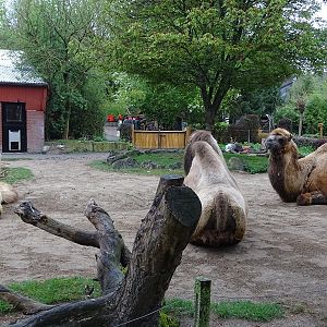 Camel / porcupine enclosure
