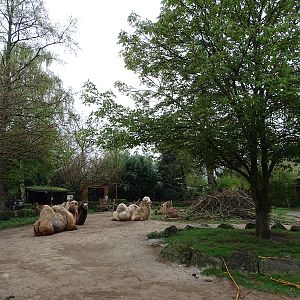 Camel / porcupine enclosure