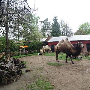 Camel / porcupine enclosure