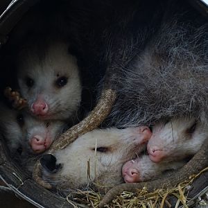Virginia opossum (Didelphis virginiana)