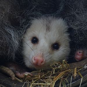Virginia opossum (Didelphis virginiana)