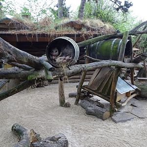 Possum / spotted skunk / tree porcupine enclosure