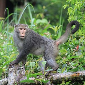 Taiwan Macaque (Macaca cyclopis)