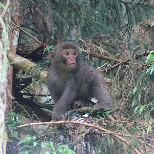 Taiwan Macaque (Macaca cyclopis)