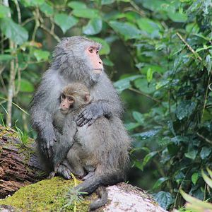 Taiwan Macaques (Macaca cyclopis)