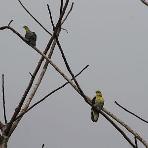 White-bellied Green Pigeons (Treron sieboldii)