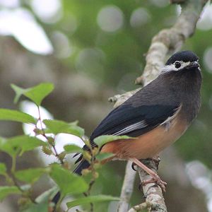 White-eared Sibia (Heterophasia auricularis)