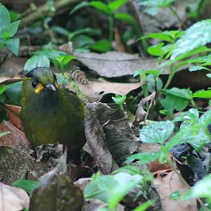 Steere's Liocichla (Liocichla steerei)