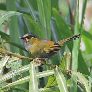 Steere's Liocichla (Liocichla steerei)