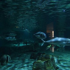 Meeresaquarium Zella-Mehlis: Sunken temple tank