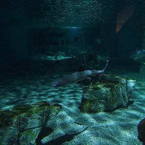 Meeresaquarium Zella-Mehlis: Sunken temple tank