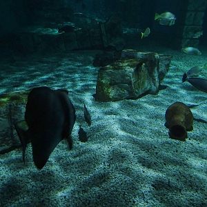 Meeresaquarium Zella-Mehlis: Sunken temple tank