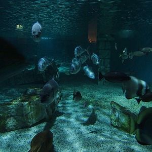 Meeresaquarium Zella-Mehlis: Sunken temple tank