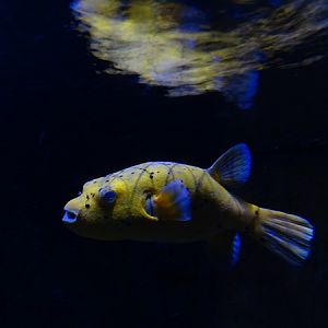 Meeresaquarium Zella-Mehlis: Arothron nigropunctatus