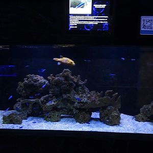 Meeresaquarium Zella-Mehlis: Pufferfish / Allens damsel tank