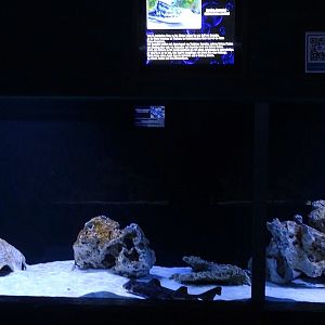 Meeresaquarium Zella-Mehlis: Horn shark / coral cat shark tank