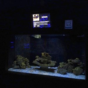 Meeresaquarium Zella-Mehlis: Longhorn boxfish tank
