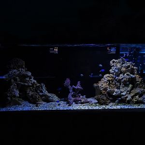 Meeresaquarium Zella-Mehlis: 'Dory' tank