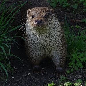 Eurasian otter (Lutra lutra lutra)