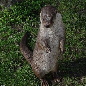 Eurasian otter (Lutra lutra lutra)