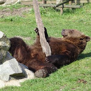 European brown bear (Ursus arctos arctos)