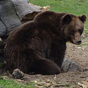 European brown bear (Ursus arctos arctos)
